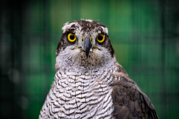 Falcon in a zoo cage