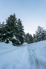 Fir Trees Standing Tall in a Dense Winter Forest