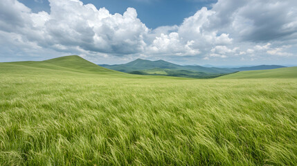 Obraz premium Rolling hills, green grass, windy day, scenic landscape, nature background