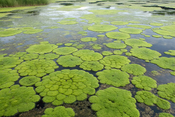 Naklejka premium Harmful Algal Seaweed ,A vibrant green pond filled with circular patches of algae, reflecting nature's beauty in a serene aquatic environment.
