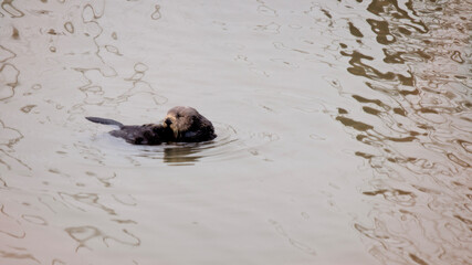 Sea Otter