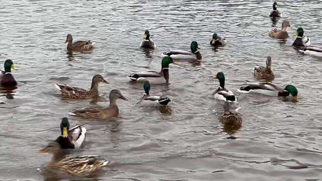 A flock of wild ducks swim in the river for the winter and accept treats from visitors to the nature park during the abnormally warm winter