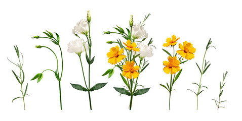 Yellow and white flowers and an example of a bouquet of these flowers. Botanical collection, spring or summer composition. Set of elements for creating collage or design, postcards, invitations.