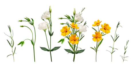 Yellow and white flowers and an example of a bouquet of these flowers. Botanical collection, spring or summer composition. Set of elements for creating collage or design, postcards, invitations.