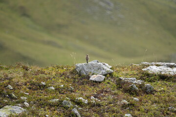 Kleiner Vogel sitzt auf großem Stein