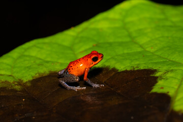 Oophaga pumilio, strawberry poison frog, strawberry poison dart frog or blue jeans poison frog