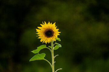 Sonnenblume