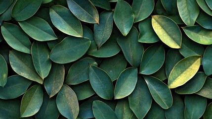 Lush Green Leaves Densely Arranged Together