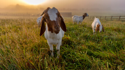 Goats at sunrise in a meadow © Андрей Нелупов