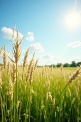 Obraz premium Wild, tall prairie grasses swaying gently in breeze, Canadian prairie, grass