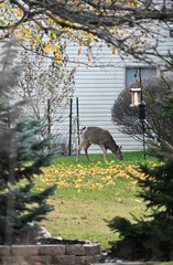 Deer in the Back Yard