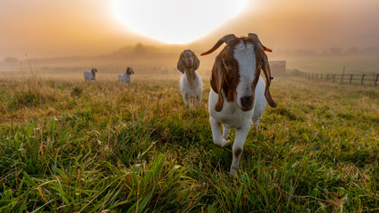Goats at sunrise in a meadow