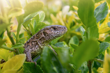 Lizard on a green leafs