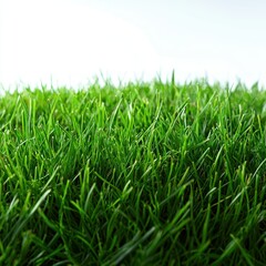 Fototapeta premium Green grass blades close-up on white, ideal for spring backgrounds