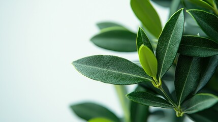 Obraz premium Green leaves close-up on light background, ideal for backgrounds