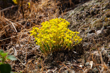 A vibrant cluster of yellow wildflowers blooms among dry grass and rocky terrain, adding a splash of color to the rugged, sunlit landscape