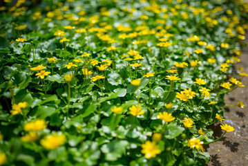 Ficaria verna formerly Ranunculus ficaria L.