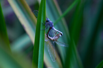 A male and female dragonfly (Odonata) copulate while perched on a green plant in the river. In focus, close-up.