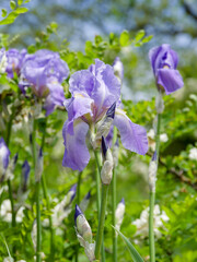 Tall bearded irises (Iris barbata - Elatior) with light blue fine and hanging petals atop of green...