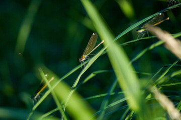 Three dragonflies (Odonata) landed synchronously, one below the other, on an aquatic plant in the river.