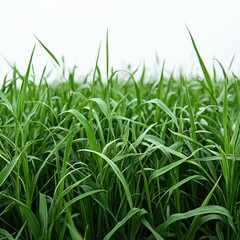 Lush green grass field close-up under bright sky