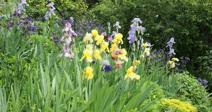 A sea of varieties of bearded irises (Iris barbata) in shades of blue, yellow and rainbow spectrum on stems with strap-shaped green leaves decorating a rocky garden embankment

