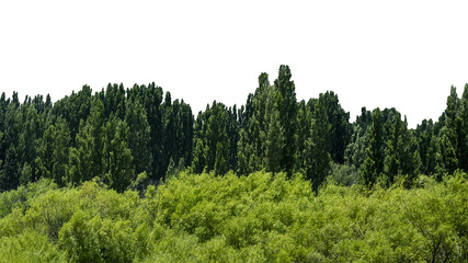 Patagonia forest landscape isolated photo © DFLC
