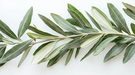 Obraz premium Olive branch on white background for design