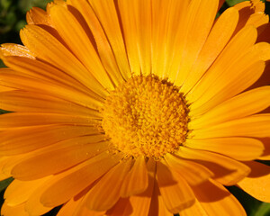 A close up calendula flower  with delicate petals and a textured center, set against a blurred green foliage background. Organic skincare concept