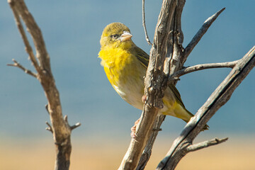 Canary, Tanzania 
