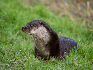 Otter Laying Down in Grass