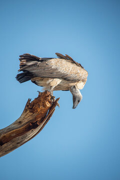 White-backed Vulture 1678, Tanzania