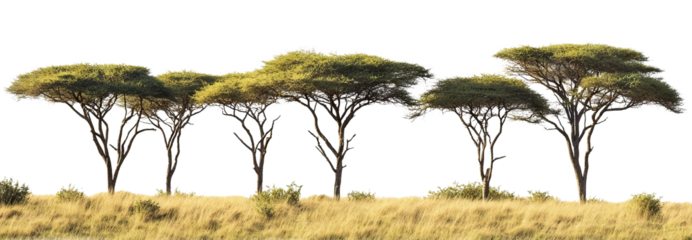 Scenic African landscape with tall acacia trees, isolated on transparent cutout background