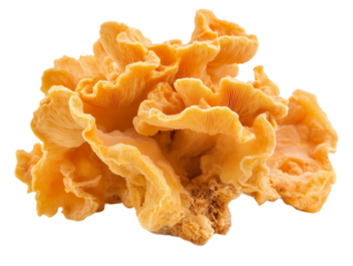 Tremella Mushroom isolated