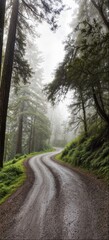 A Road through the Forest v1 04