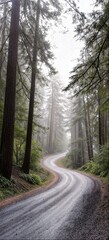 A Road through the Forest v1 01