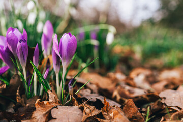 Vibrant purple crocuses emerge amidst a bed of fallen leaves, representing the beauty and freshness of springtime rejuvenation in nature's cycle.
