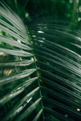Vivid green palm leaves displayed in a detailed close-up image, showcasing their intricate natural patterns and textures, perfect for themes of nature, freshness, and tropical environments.
