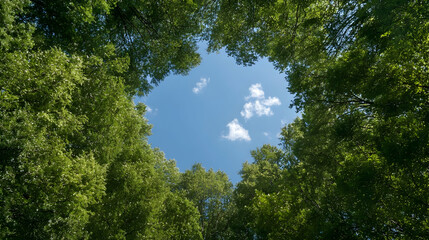 Fototapeta premium Sky view through lush forest canopy, summer day. Nature background for peaceful scenes
