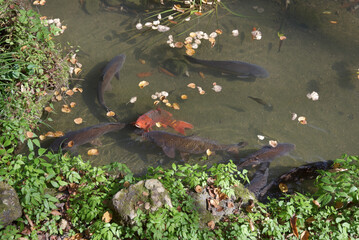 鞍馬寺　吉鞍稲荷社庭園の池の鯉　京都市左京区