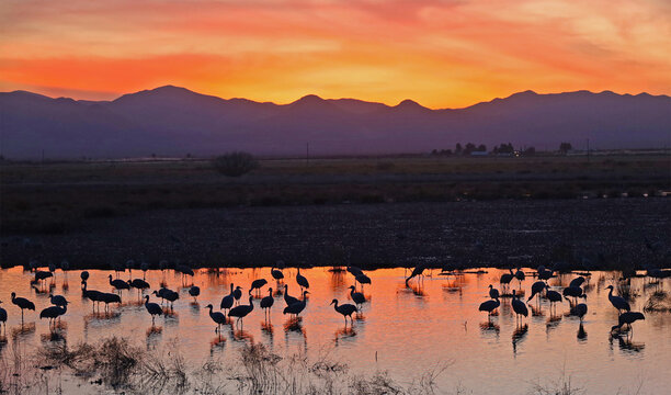 Migrating sandhill cranes in the Whitewater Draw Wildlife Area near Bisbee, Arizona