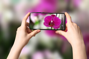 Plant identifier application. Woman taking photo of flower outdoors, closeup