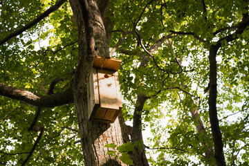 A wooden birdhouse, attached to an old tree in a dense forest, illuminated by rays of sunlight.
