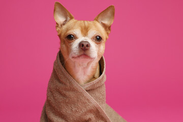 Cute funny dog wrapped in towel on crimson background