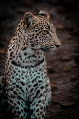 leopard in the tree