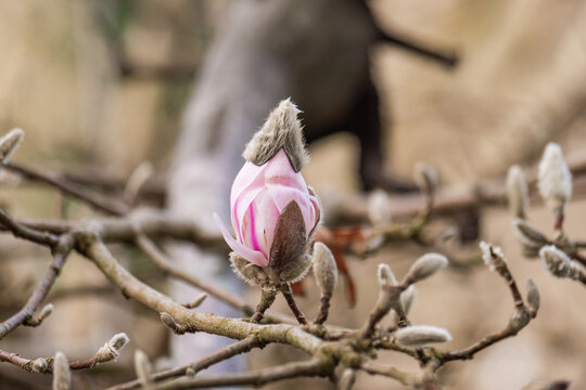Pink magnolia bud on bare branches in early spring