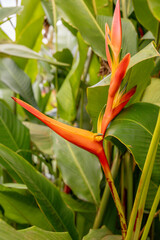 exotic tropical plant