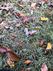 Crunchy leaves