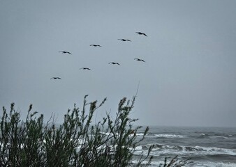 pelicans over the beach