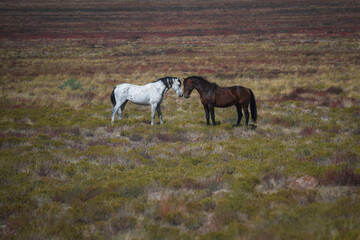 Fototapeta premium Wild Companions: A Moment of Connection